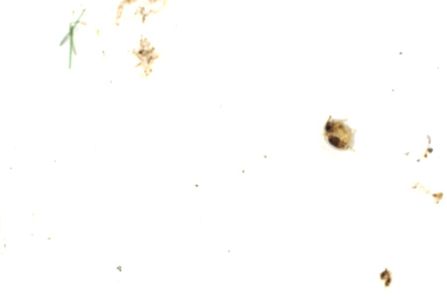 Image 46